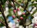 apple-blossom-116391_1280