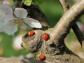 ladybug-722783_1280