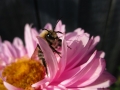 bumblebee-3653241_640