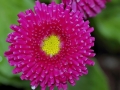 www.maxpixel.net-Astra-Flower-Yellow-Aster-Garden-Pink-Plants-2241368
