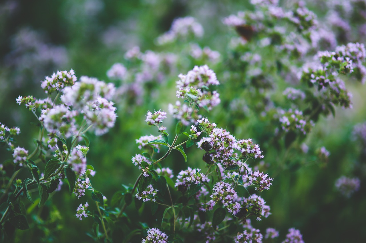 Jak si vypěstovat aromatické bylinky – II Foto 2