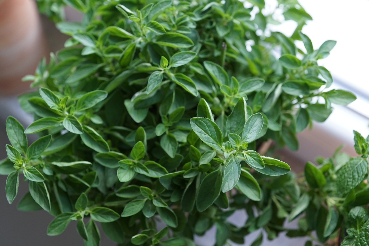 Jak si vypěstovat aromatické bylinky – II Foto 9