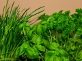 Jak si vypěstovat aromatické bylinky – II Foto 4