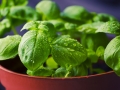 Jak si vypěstovat aromatické bylinky a jak je používat 1