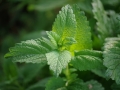 Jak si vypěstovat aromatické bylinky a jak je používat 10