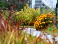 Podzimní zahrada s maxijezírkem IMG_0034
