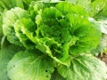 chinese-cabbage-320217_1280