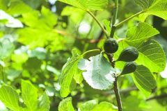 figs-fig-tree-fruits-orchard-green-fruit-tree-1444363-pxhere.com_
