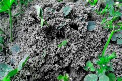 anthill-ant-colony-formicary-insects-dirt-ground-grass