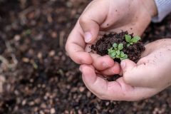 seedlings-seed-children-s-hands-growth