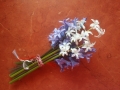 barvy-hyacint-jarni-kvetiny-915093-kopie-kopie