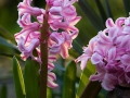 blossom-plant-flower-evening-spring-botany-736734-pxhere.com-kopie