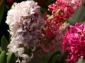 hyacint-jarni-kvetiny-kytka-1061554