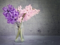 hyacinth-1359538_640