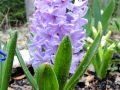 hyacinth-245034_640-kopie