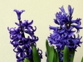 hyacinth-4036849_640