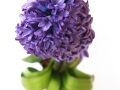 hyacinth-533335_640