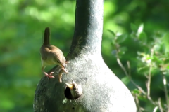 House_Wrens_using_Gourd_Nest_from_Lagenaria_siceraria_fruit_cropped