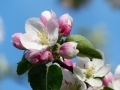 apple-blossom-116409_640