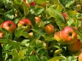 apple-tree-1610345_640