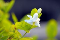 arabian-jasmine-2667887_640