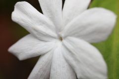 blossom-black-and-white-plant-white-photography-leaf-792186-pxhere.com_