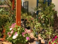 Jihočeská zahrada ve stylu Provence IMG_0124