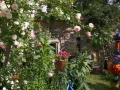 Jihočeská zahrada ve stylu Provence IMG_2051