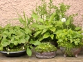 Rostliny v nádobách – letní výzdoba zahrady IMG_1216