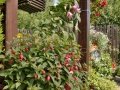 Rostliny v nádobách – letní výzdoba zahrady IMG_8892