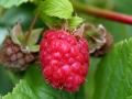 raspberries-961158_1280