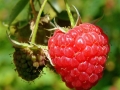 wild-red-raspberry-958264_1280