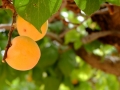 apricot-1477448_1280