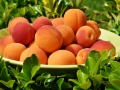 apricots-1522680_1280
