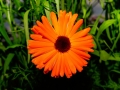 color-orange-1480710_1280