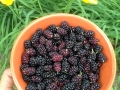 berries-329448_640