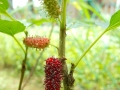 mulberry-2049975_640