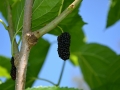 mulberry-248026_1280