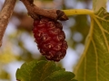 mulberry-tree-1603960_640