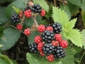 black-berries-2089760_640