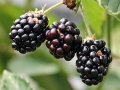 blackberries-1539540_640