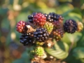 blackberries-660904_640