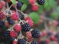 blackberry-1445166_640