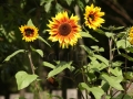 slunečnice