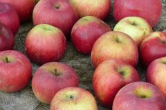 apple-plant-fruit-food-produce-autumn-490219-pxhere.com_