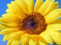 sun-flower-179010_640