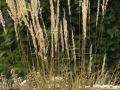 třtina calamagrostis acutiflora