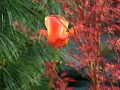 Fanfán tulipán IMG_0124