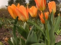 Fanfán tulipán IMG_4406