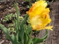 Fanfán tulipán IMG_6549